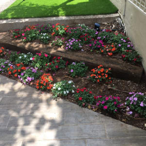 פרחים צבעוניים בגינה עם אדמה וחיפוי עץ