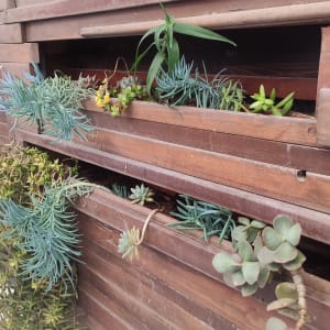 צמחים סוקולנטים שתולים בקיר עץ אנכי