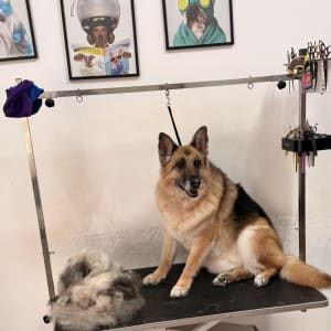 כלב על שולחן טיפוח עם פרווה גזוזה וכלי טיפוח