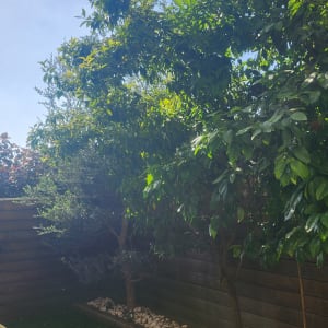 עצים בגינה עם דשא מלאכותי וציוד גיזום