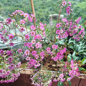 פרחים ורודים בעציץ עם אדמה ומקלות תמיכה