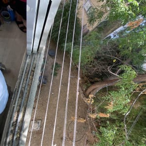 חבלי כביסה תלויים מעל גינה עם עצים