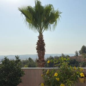 עץ דקל וצמחים נוספים במרפסת