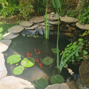 בריכת דגים עם צמחי מים ודגי זהב