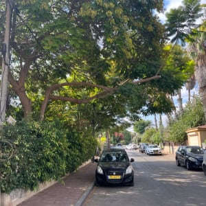 ענף עץ גדול תלוי מעל מכונית חונה ברחוב
