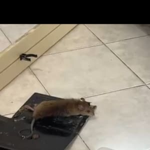 עכבר על מלכודת דבק על רצפה