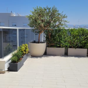 עציצים עם צמחים ירוקים על מרפסת