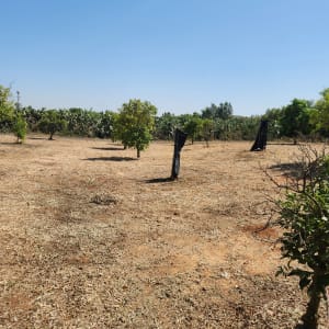 עצים צעירים בשדה עם אדמה יבשה