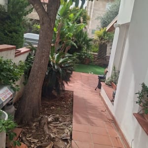 עץ גדול בגינה עם שביל מרוצף בצד