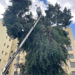 עץ גבוה עם מנוף לגיזום בשטח עירוני