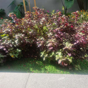 שיחים ירוקים ופרחים בגינה שטופת שמש