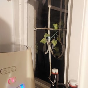 חלון זכוכית עם סורגי מתכת וצמח מטפס