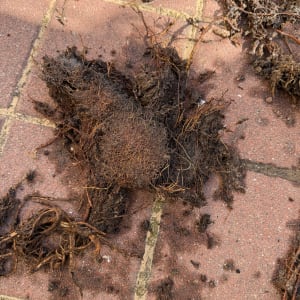 שורשים על רצפת מרצפות, קשור לאינסטלציה