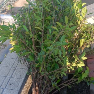 צמחייה על גג עם רקע של בניינים