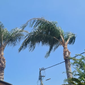 שתי דקלים גבוהים עם עלים ירוקים בשמיים כחולים