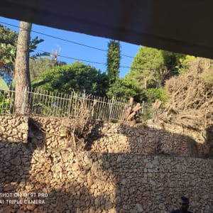 גדר מתכת עם עצים גזומים מאחוריה