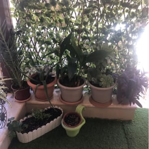עציצים וצמחים על מרפסת עם דשא סינטטי