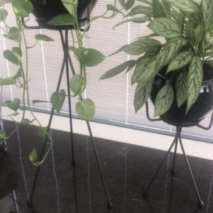 שני עציצים על מעמדים שחורים עם רגליים דקות