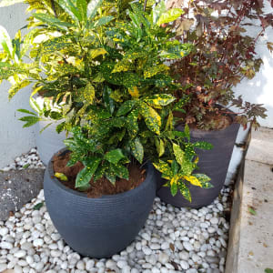 עציצים עם צמחים ירוקים ואדומים על חצץ לבן