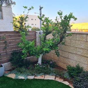 עץ לימון בגינה עם פרחים ודשא מלאכותי