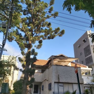 עץ גבוה עם ענפים גזומים ליד בית