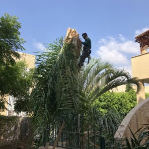 אדם גוזם עץ דקל עם ציוד בטיחות