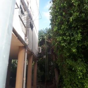 עץ גדול עם עלים ירוקים ליד בניין