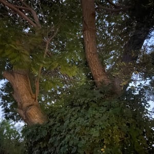 עץ עם ענפים ועלים צפופים, מתאים לגיזום