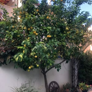 עץ לימון עם פירות בגינה קטנה