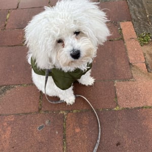 כלב קטן עם רצועה על מדרכה