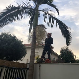 אדם גוזם עץ דקל עם מסור חשמלי