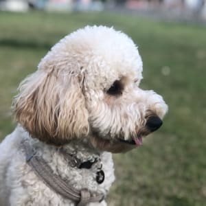 כלב עם רתמה על דשא ירוק