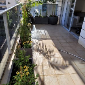 עציצים עם צמחים ירוקים במרפסת מוארת