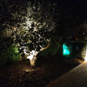 תאורת גינה על עץ ושביל עץ מואר