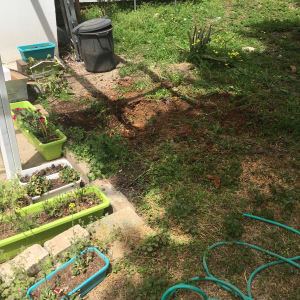 ענפים גזומים על הקרקע ליד צמחייה