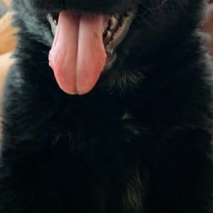 גור כלבים שחור עם לשון בחוץ