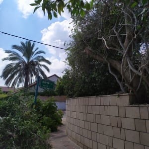 ענפים גזומים על המדרכה ליד עץ