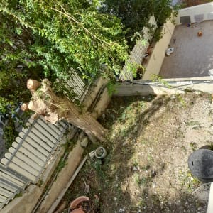 עץ גזום עם ענפים חתוכים בחצר