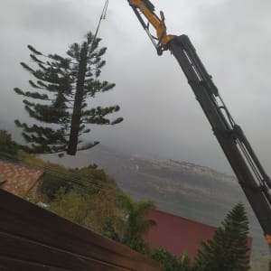 מנוף מרים עץ גבוה בשטח פתוח