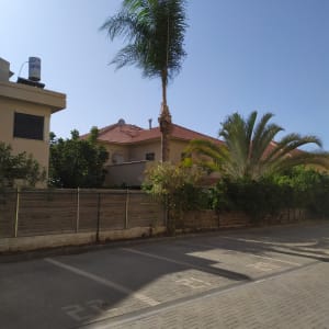 עץ דקל גזום עם ענפים חתוכים