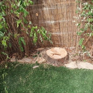 גזע עץ כרות ליד גדר במבוק