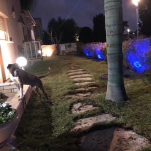 שביל אבנים בגינה עם דשא ועץ דקל