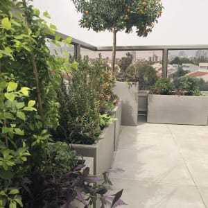 עציצים עם צמחים ועץ פרי על מרפסת