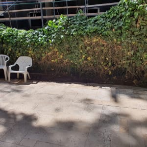 גדר חיה ירוקה עם צמחים מטפסים בגינה