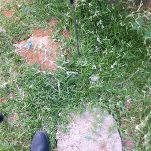 מקל חודר דשא ירוק לאיתור נזילות