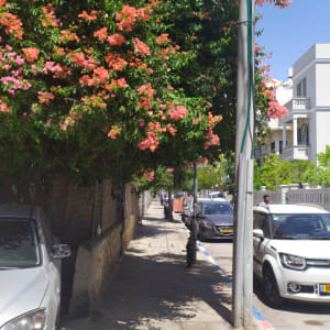 שיח עם פרחים ורודים זקוק לגיזום ברחוב