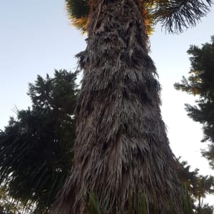 עץ דקל עם עלים יבשים שזקוקים לגיזום