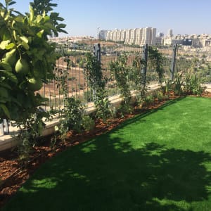 עצים שתולים בגינה