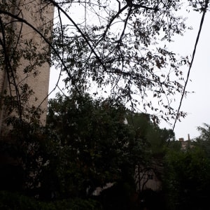 ענפים דקים של עץ עם עלים דלילים