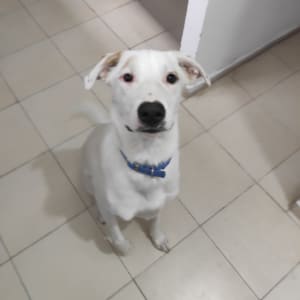 כלב יושב על רצפה עם קולר כחול